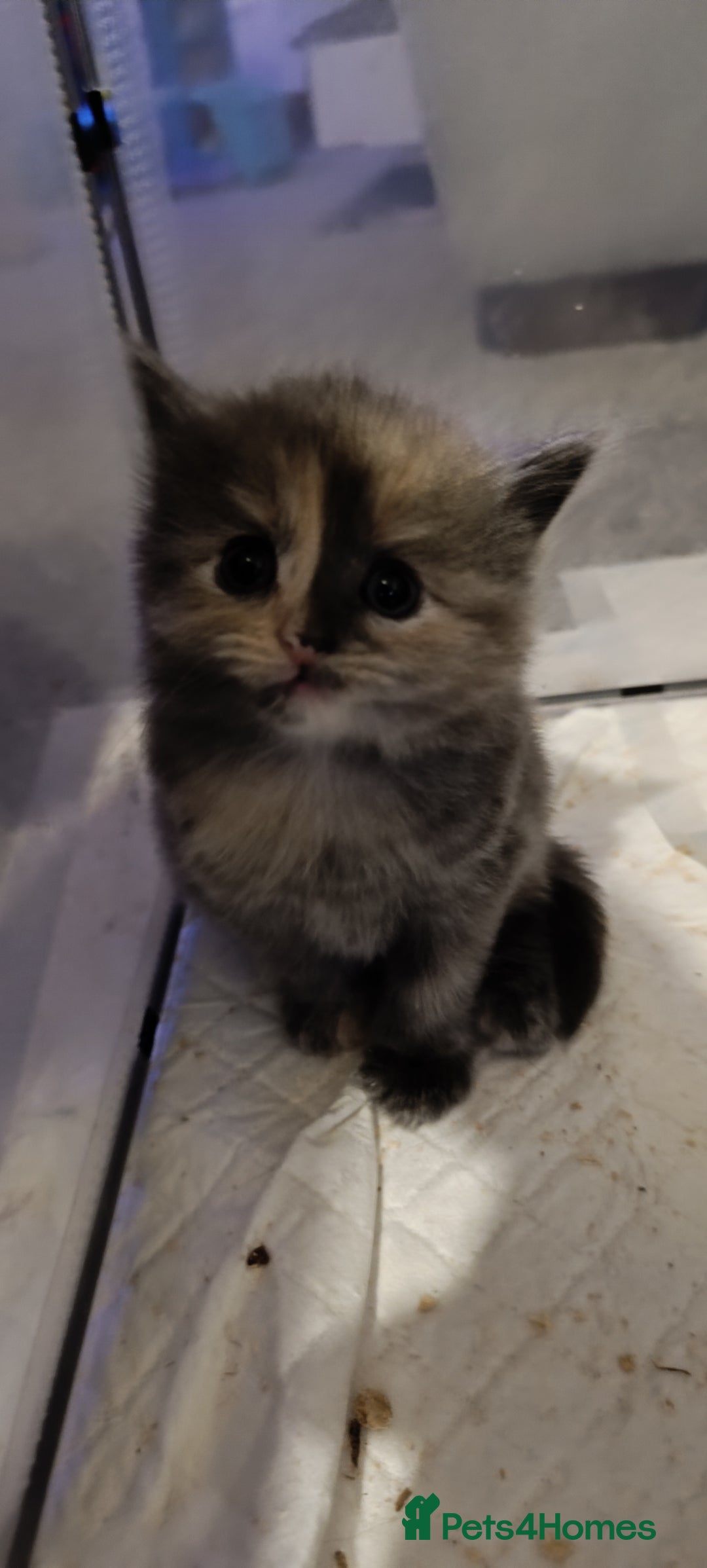 Mixed Breed cats for sale: Gorgeous kittens  - Image 11