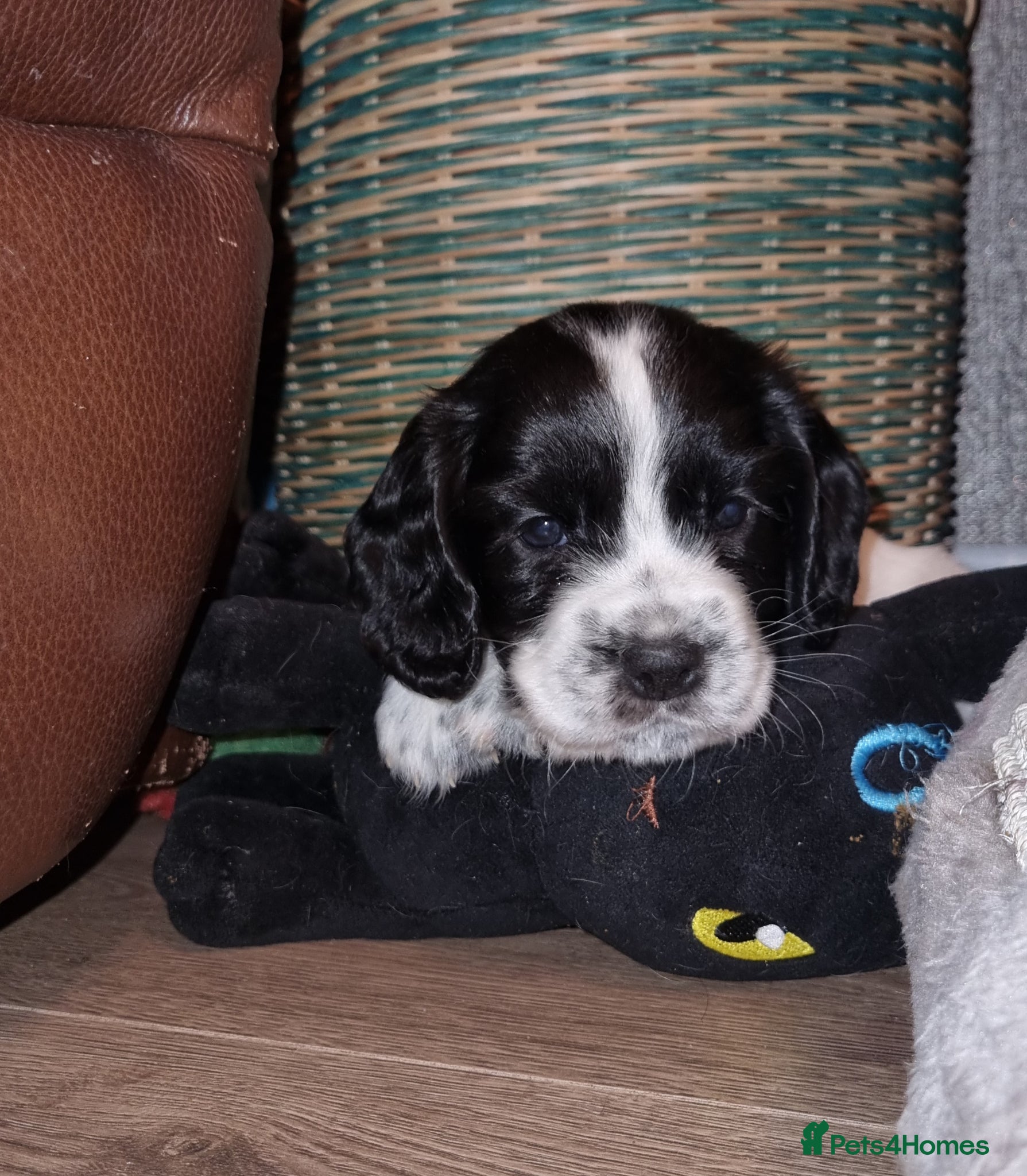 Cocker Spaniel dogs Adorable Cocker Spaniel Puppies for Sale 🐾 - Advert 2