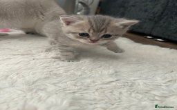 British Shorthair cats for sale: British shorthair kittens  - Image 9