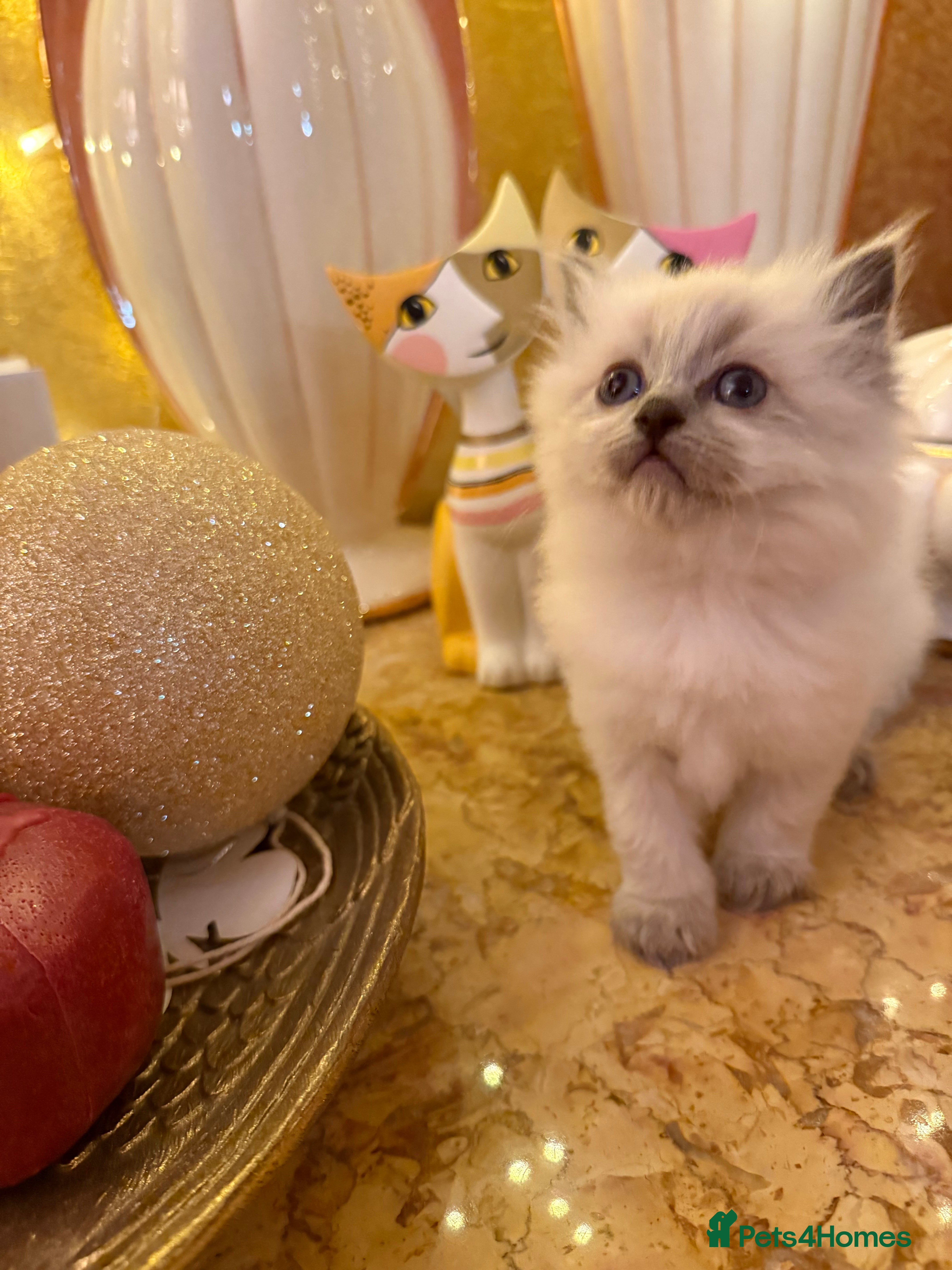 Ragdoll cats A small fluffy bundle of joy - Advert 6