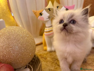 Ragdoll cats A small fluffy bundle of joy - Advert 6