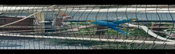 Macaws birds for sale: Blue and gold macaw young  - Advert 3