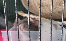 Rat rodents for sale: 4 gorgeous rats for adoption  - Advert 4