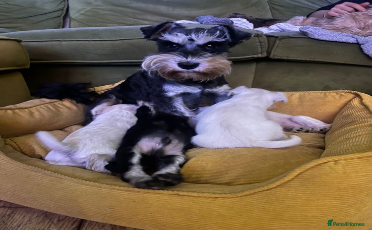 Miniature Schnauzer dogs Stunning miniature schnauzers  - Advert 10