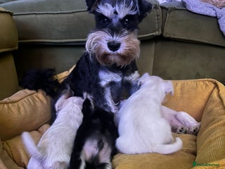 Miniature Schnauzer dogs Stunning miniature schnauzers - Advert 8