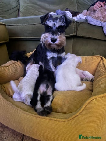 Miniature Schnauzer dogs Stunning miniature schnauzers - Advert 1