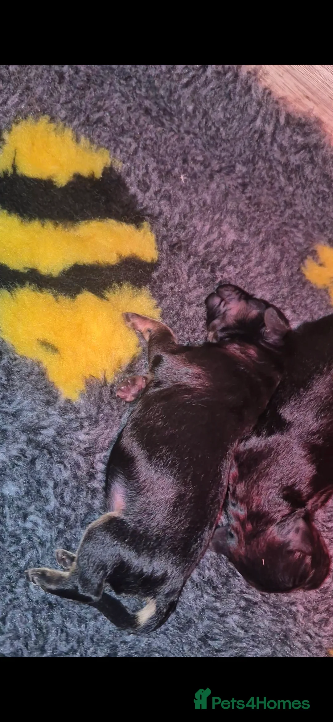 Cockapoo dogs for sale: F1 Cockapoos  - Advert 7