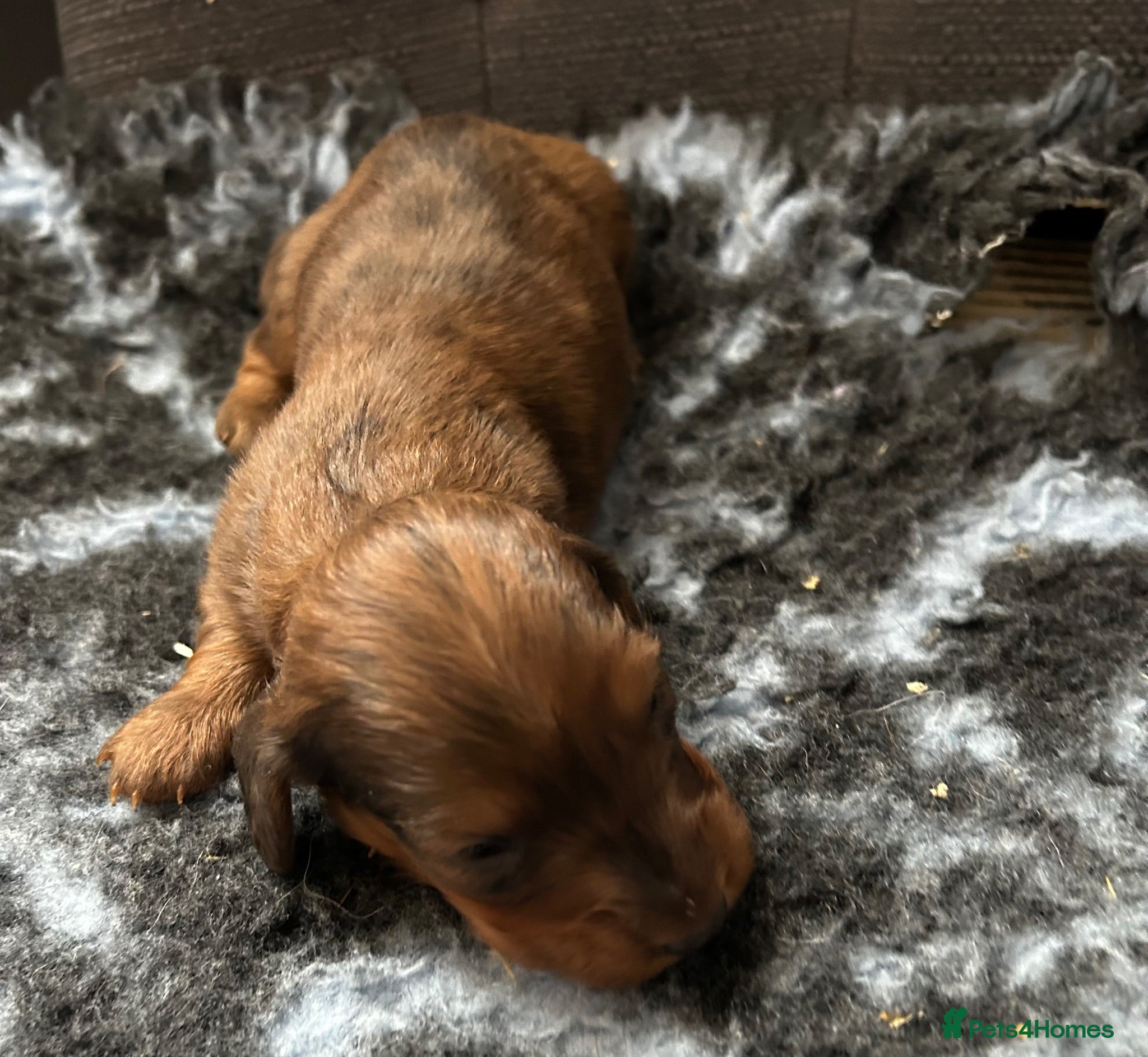 Dachshund dogs STANDARD KC REG LONGHAIRED DACHSHUNDS  - Advert 1