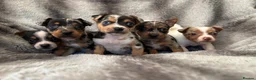 Jack Russell dogs for sale: Beautiful jackrussell pups in Preston - Advert 9