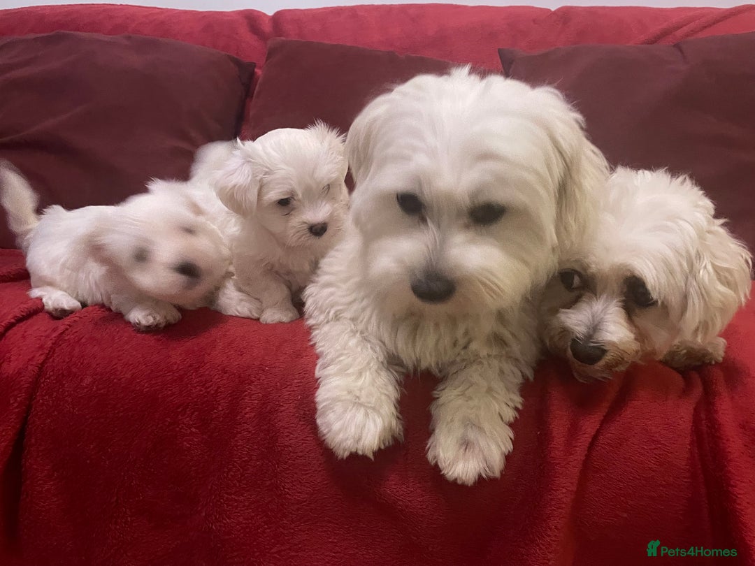 Bichon Frise dogs for sale: Bichon Frise Puppies - Image 3