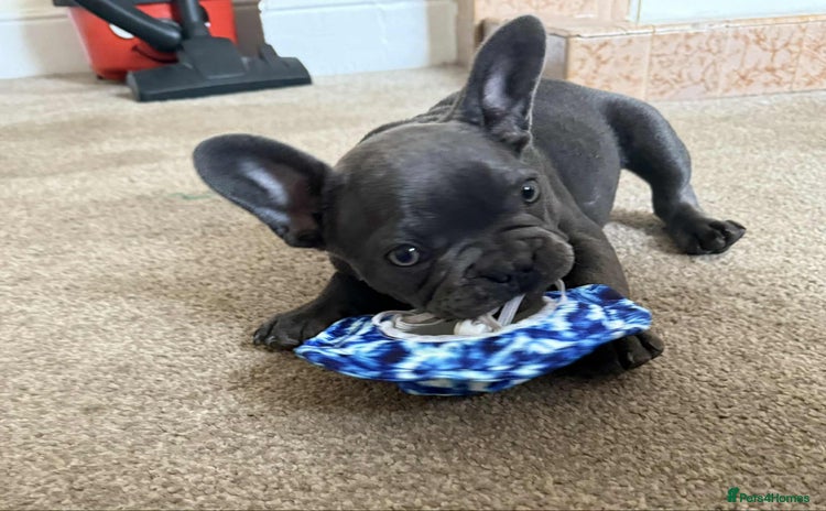 French Bulldog dogs - Advert 14