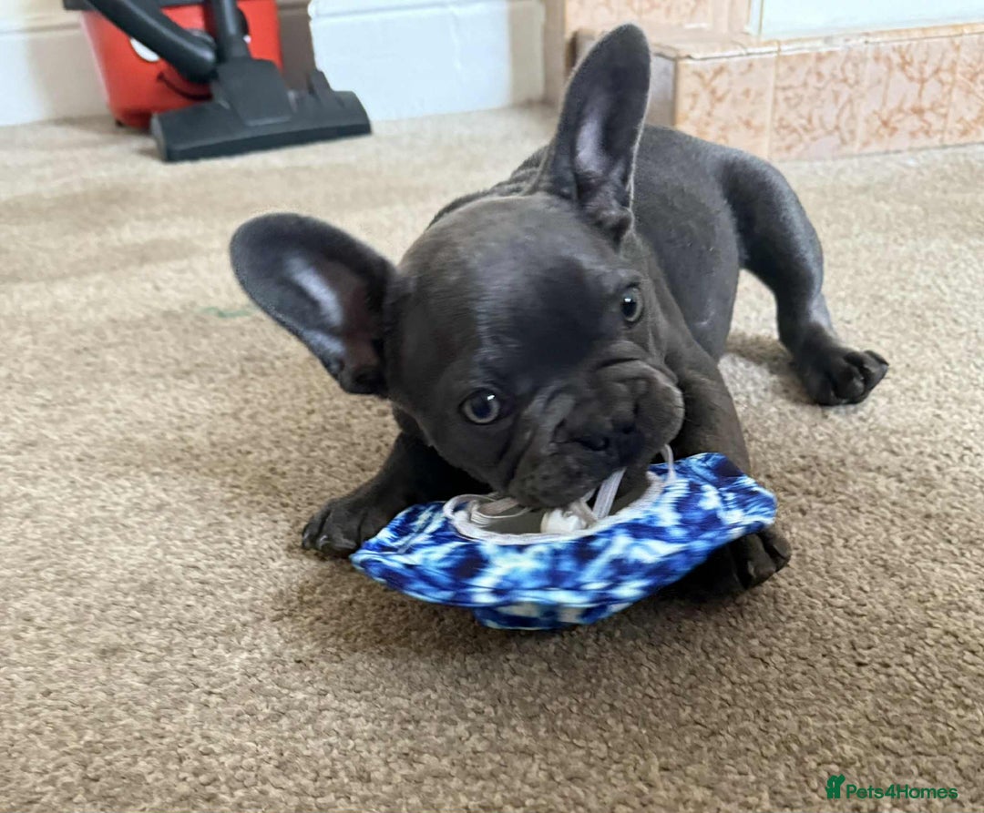 French Bulldog dogs for sale: 💔 Looking for a New Home - Image 1