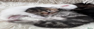 Persian 1