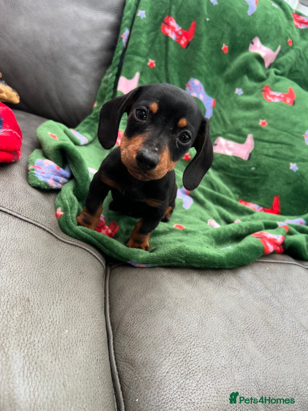 Miniature Dachshund dogs for sale: Miniature dachshund. 8 weeks READY TO LEAVE - Image 19