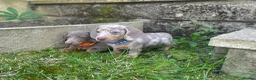 Miniature Dachshund dogs for sale: Miniature dachshund boys and girls  - Advert 14