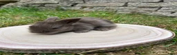 Angora rabbits for sale: Full Face English Angoras - Advert 8