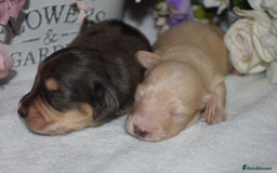 Miniature Dachshund dogs for sale: KC Long Coat Miniature Dachshund Puppies - Image 8