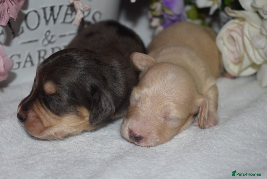 Miniature Dachshund dogs for sale: KC Long Coat Miniature Dachshund Puppies - Image 8
