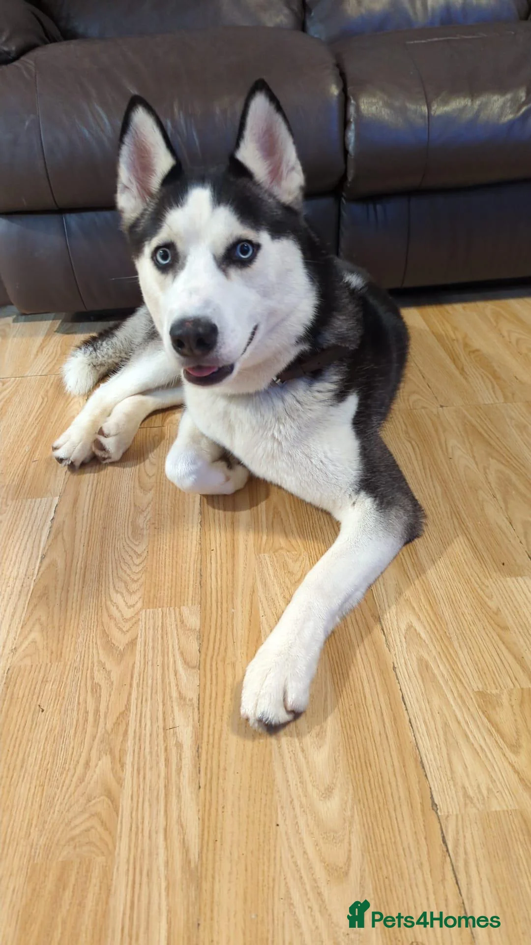 Siberian Husky dogs for sale: Siberian Husky 2 years old - Advert 1