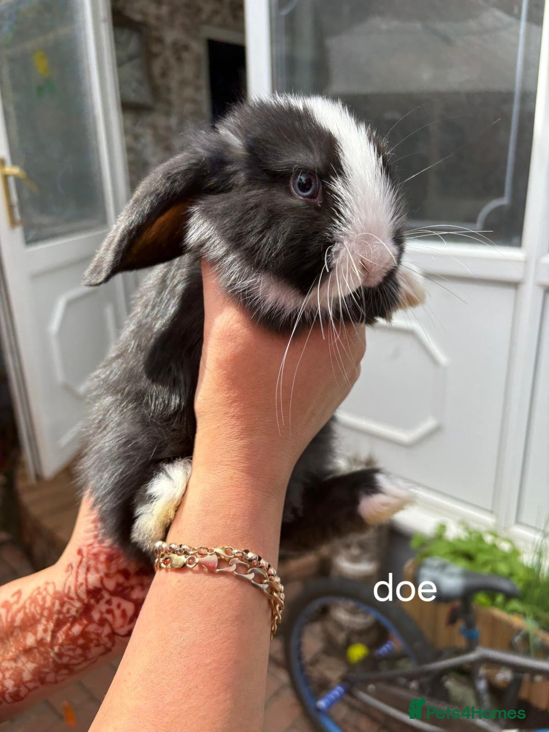 Mini Lop rabbits for sale: Mini lops for sale - Image 4