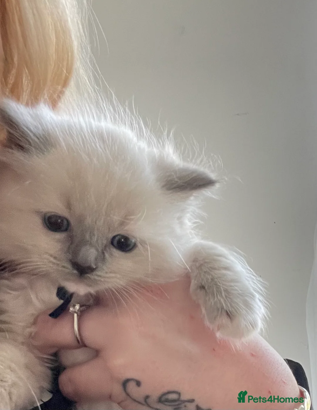 Ragdoll cats for sale: Beautiful PURE Ragdoll Kittens 🐱 - Advert 17