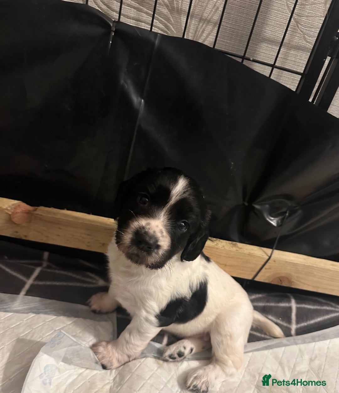 English Springer Spaniel dogs for sale: Springer spaniel puppies  - Advert 9