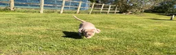 Cane Corso dogs for sale: 5 Towns Corsos Spring litter  - Advert 18