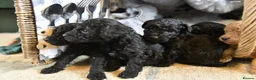 Toy Poodle dogs for sale: Pure bred Toy Poodle puppies, Black and Red - Advert 6