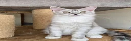 Maine Coon cats for sale: Ready now Silver with white Maine Coon kittens - Advert 27