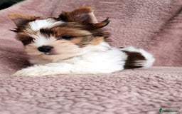 Yorkshire Terrier dogs for sale: Very Beautiful puppies, pure yorkshire terriers  - Advert 15