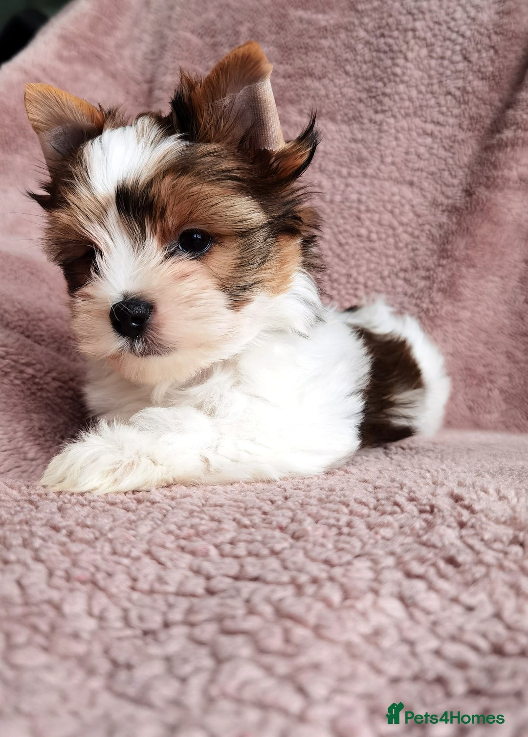 Yorkshire Terrier dogs for sale: Very Beautiful puppies, pure yorkshire terriers  - Advert 15