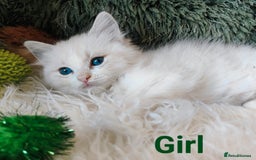 Ragdoll cats for sale: GCCF REGISTERED EUROPEAN LINE RAGDOLL KITTENS  - Image 9