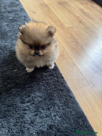 Pomeranian dogs - Advert 2