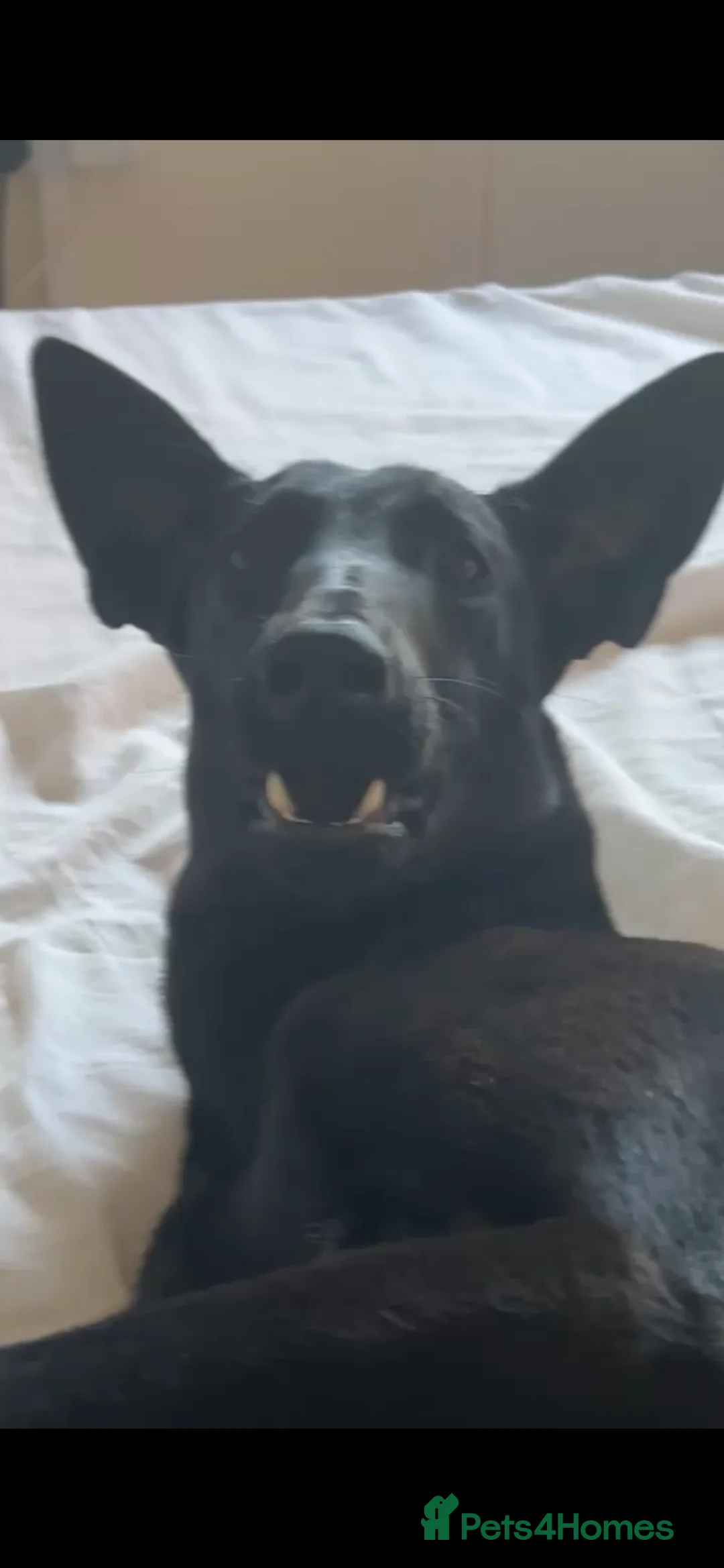 Mixed Breed dogs for sale: Malinois x greyhound mix  in Wokingham - Advert 2