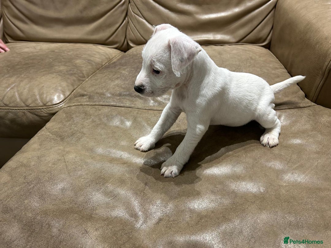 Jack Russell dogs for sale: Jack Russell Parson Type Dig Puppies for Sale - Advert 5