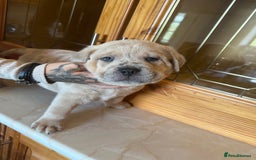 Mixed Breed dogs for sale: Chow chow x American bull dog  - Image 12