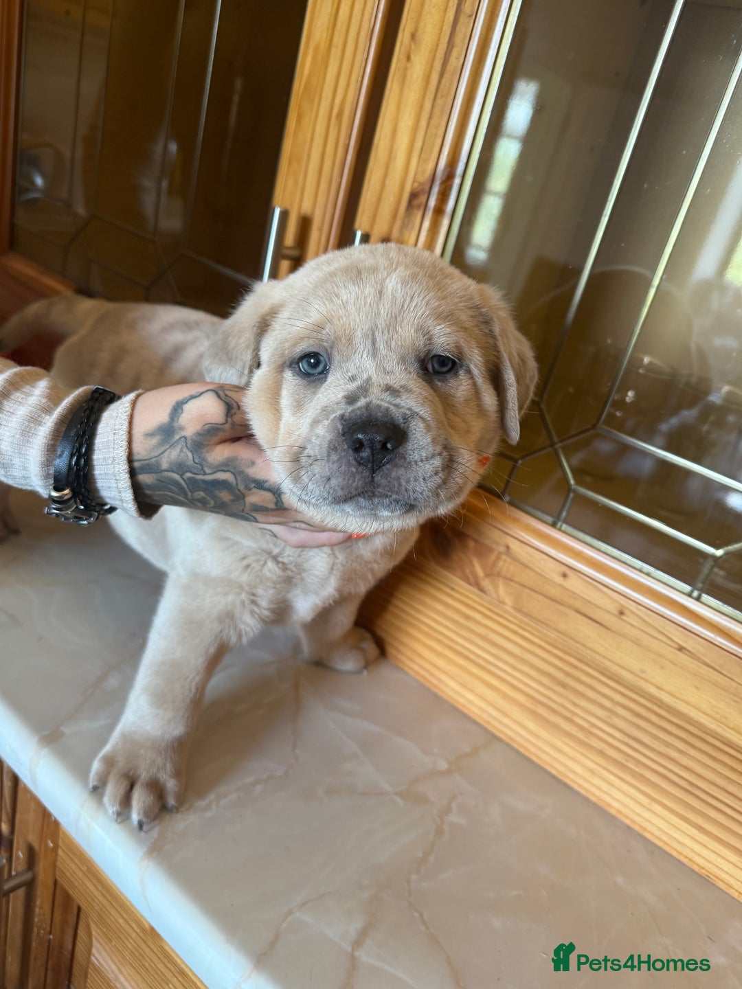 Mixed Breed dogs for sale: Chow chow x American bull dog  - Image 12