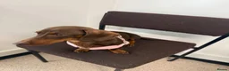 Miniature Dachshund dogs for sale: Miniature KC  dachshund puppies - Advert 32