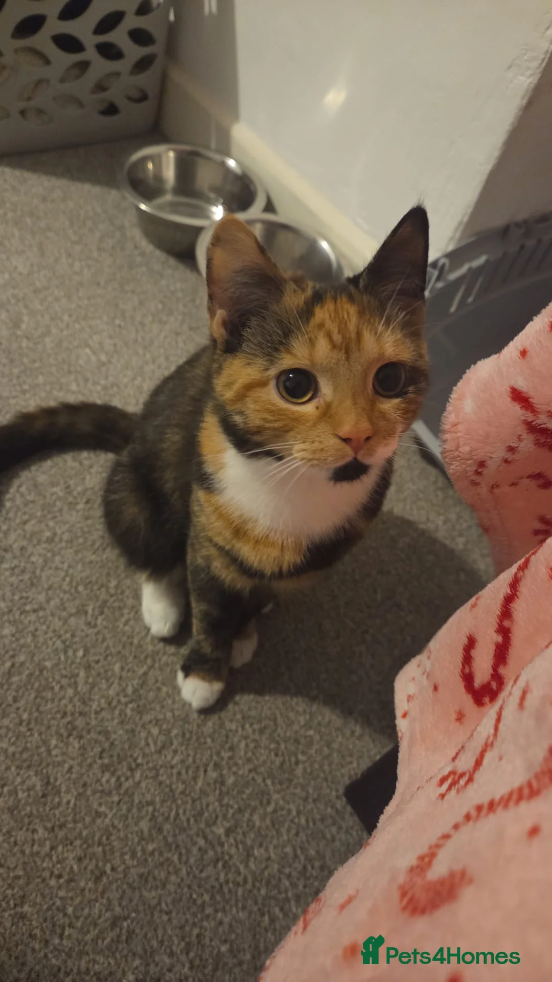 Mixed Breed cats for sale: Female ginger tabby  in Gloucester - Advert 1