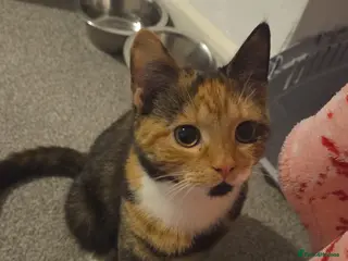 Mixed Breed cats Female ginger tabby - Advert 1