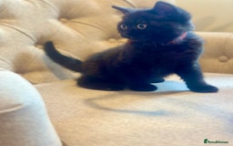 British Shorthair cats for sale: Superb British Short Hair kittens  in Bradford - Image 19