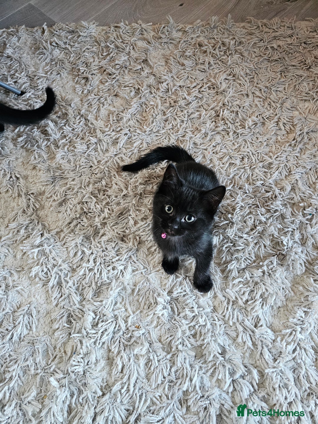 Ragdoll cats for sale: Ragdoll x Norwegian Forest Kittens - Advert 13