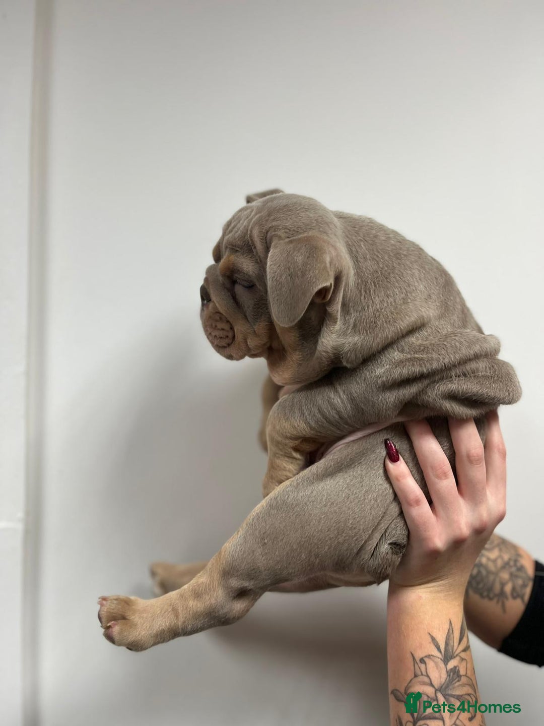 English Bulldog dogs for sale: 6 TOP QUALITY ENGLISH BULLDOG PUPPIES  - Advert 15