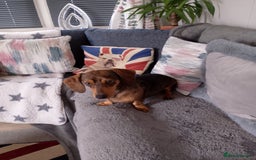Miniature Dachshund dogs for sale: 3 Yr old female mini dachshund  - Image 3