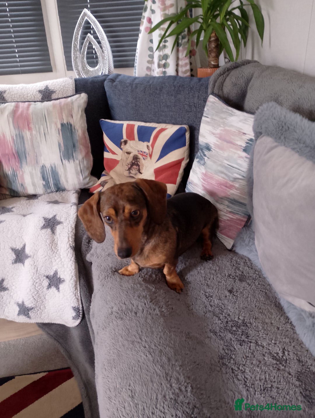 Miniature Dachshund dogs for sale: 3 Yr old female mini dachshund  - Image 3