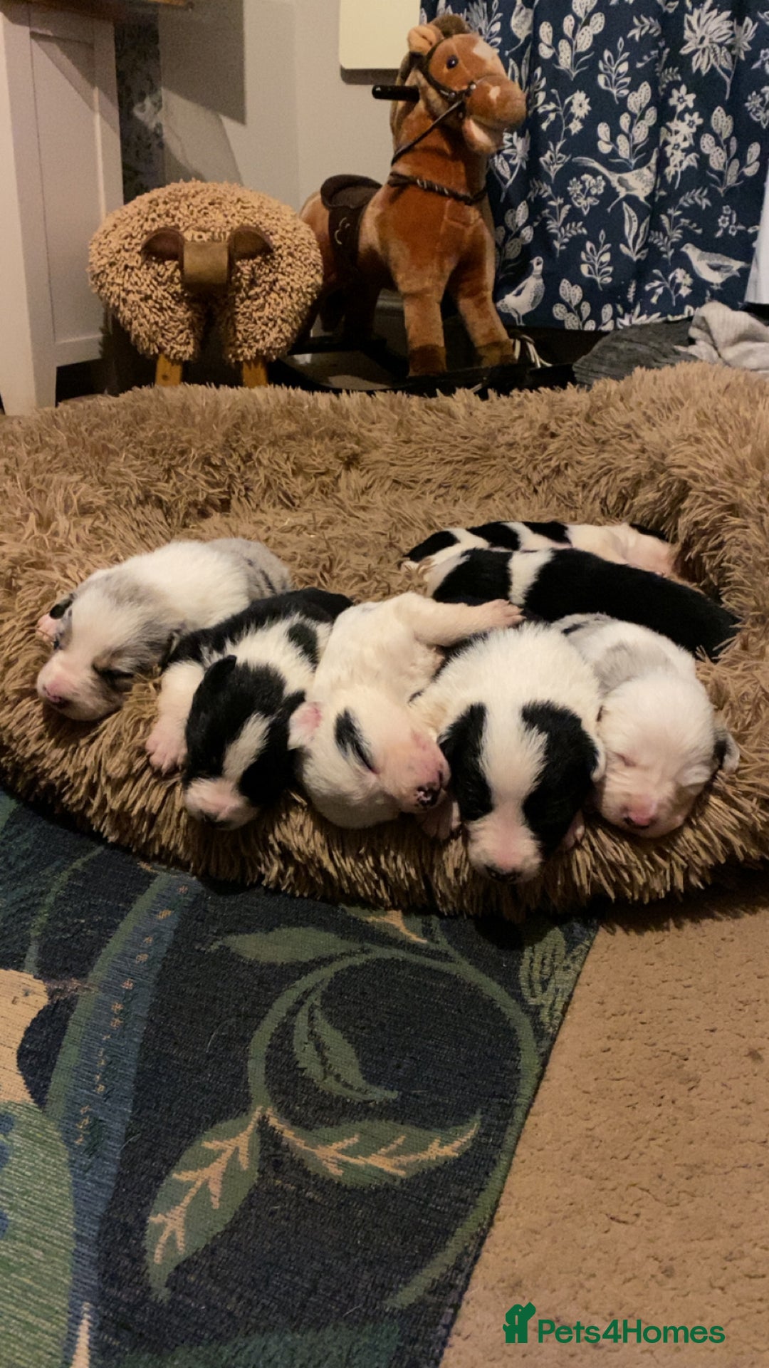 Border Collie dogs for sale: Black & White Border Collie Pups near Hay-on-Wye - Advert 10