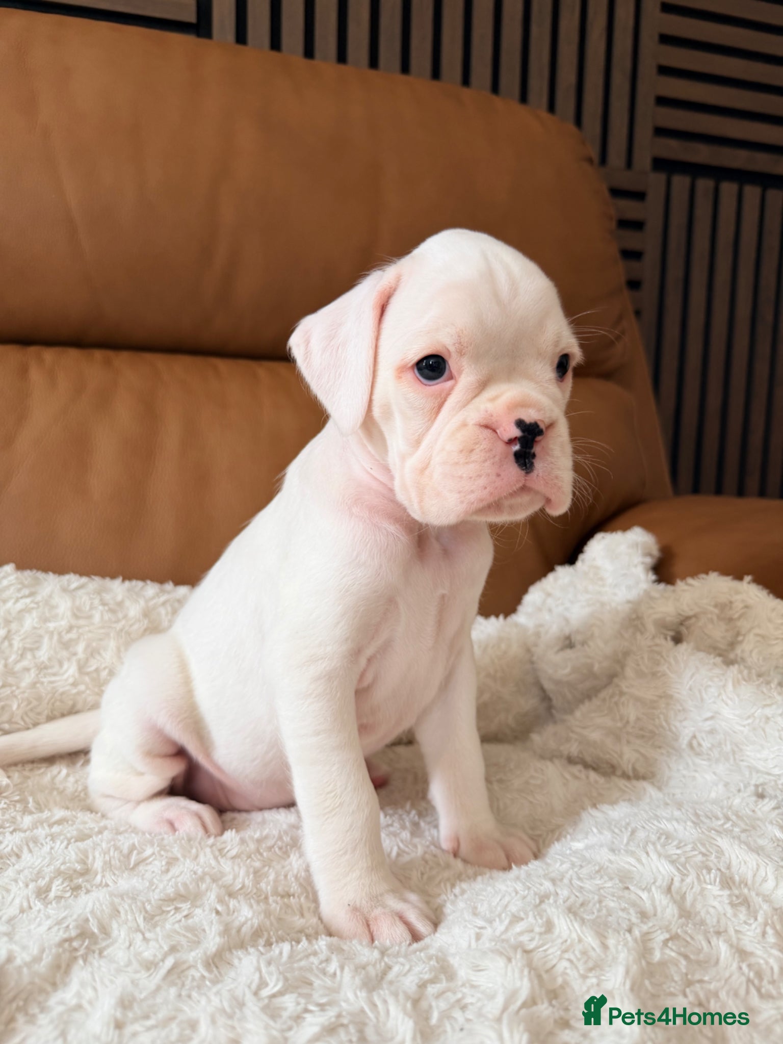 Boxer dogs Kc Beautiful white girl boxer puppy   - Advert 2