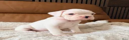 Boxer dogs for sale: Kc Beautiful white girl boxer puppy   - Advert 2