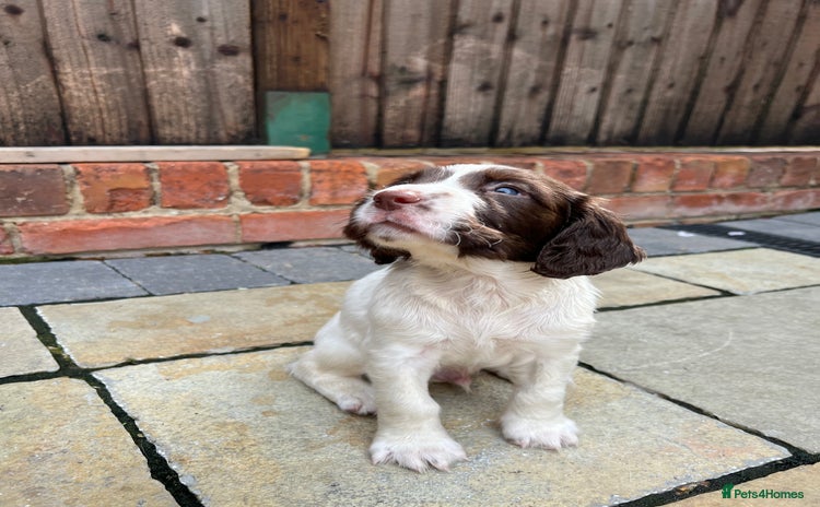 English Springer Spaniel dogs - Advert 5