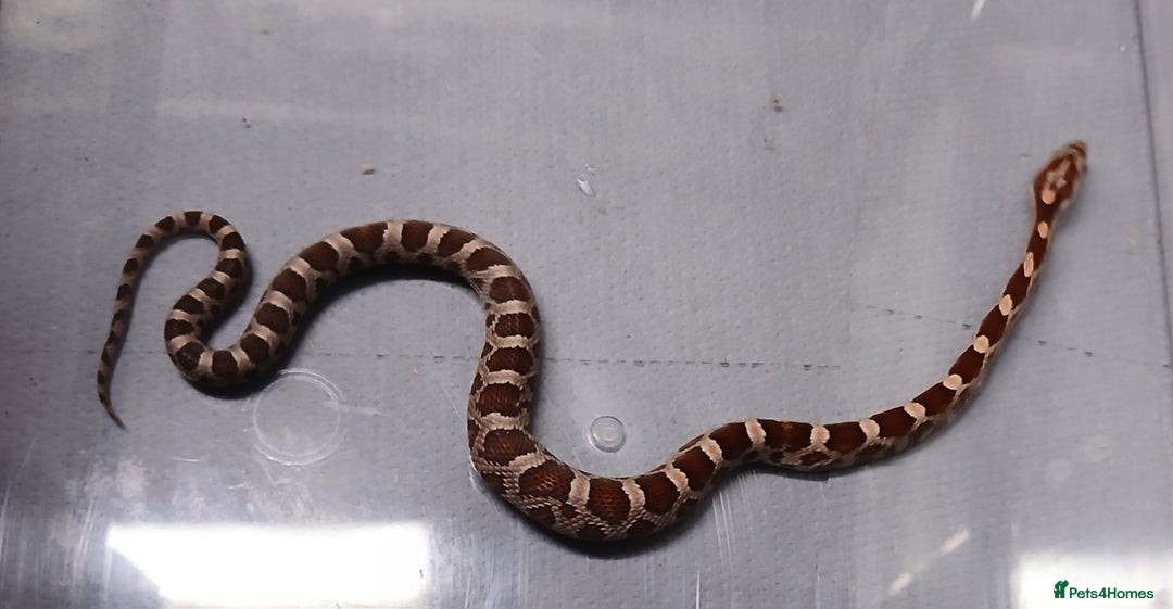 Corn Snake reptiles for sale: Corn Snake Hatchling's  - Image 11